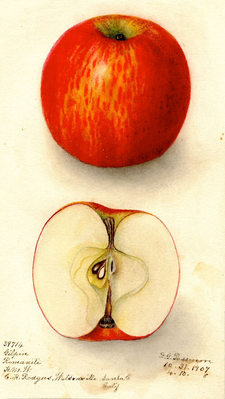 Gilpin Apple