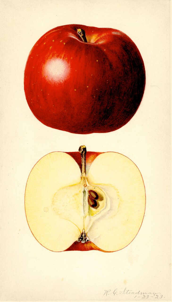 Lowry Apple