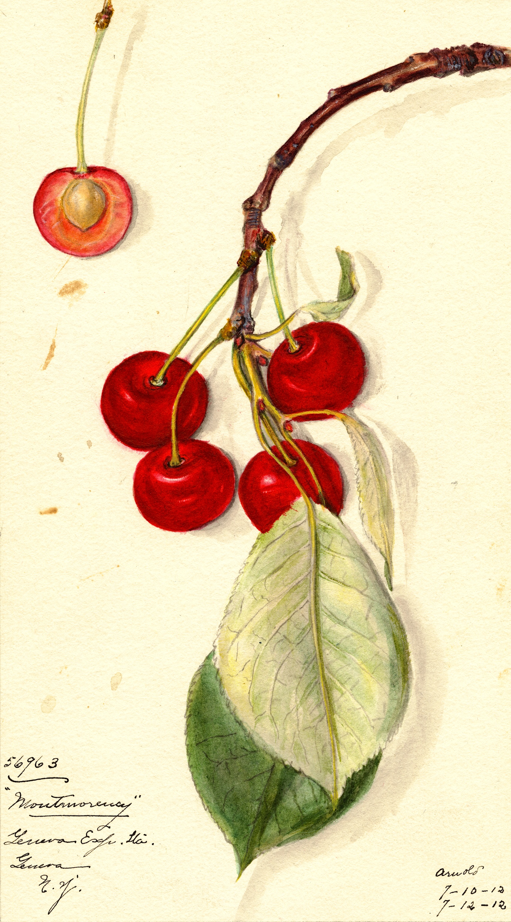 Montmorency Cherry