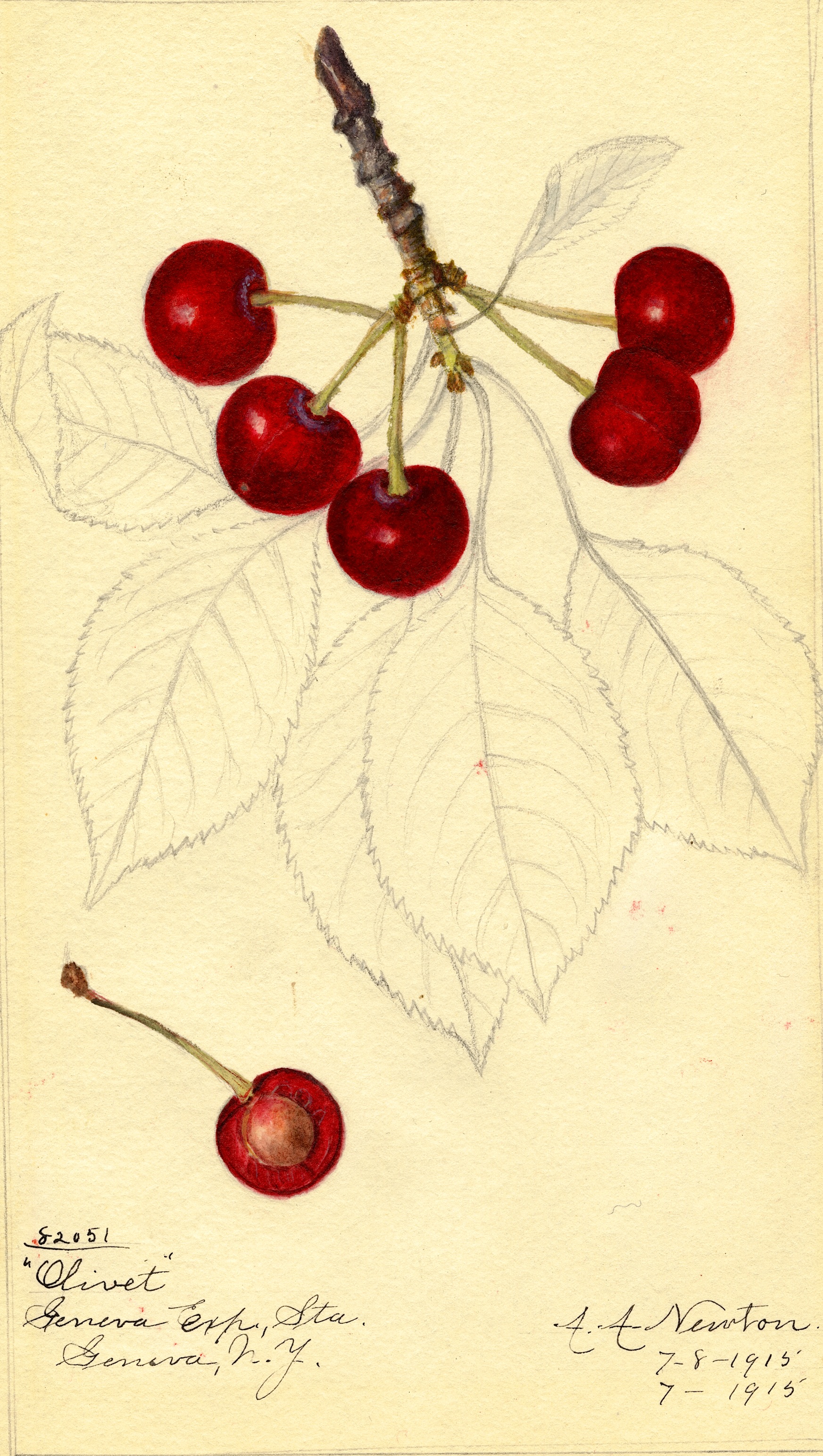 Olivet Cherry