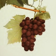 Berkman's Grape