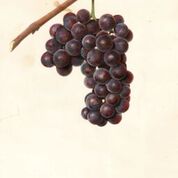 Delaware Grape