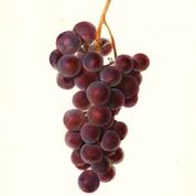 Lindley Grape
