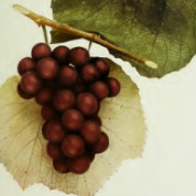 Woodruff Grape