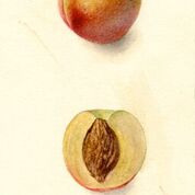 Early Rivers Peach