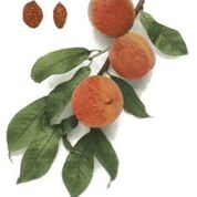 Indian Blood Peach