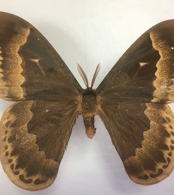 Photo of moth