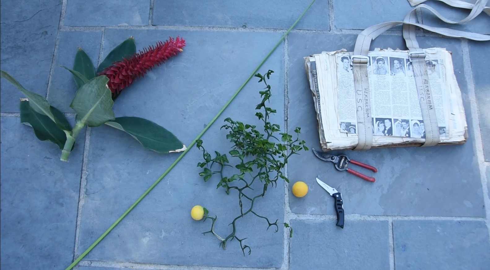 Where do Naturalists get specimens?