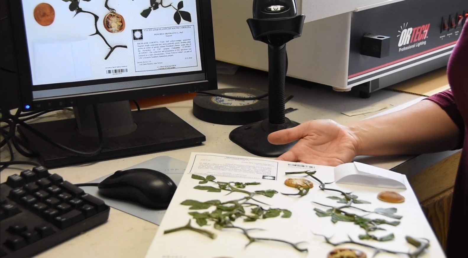 Removing specimens from the oven