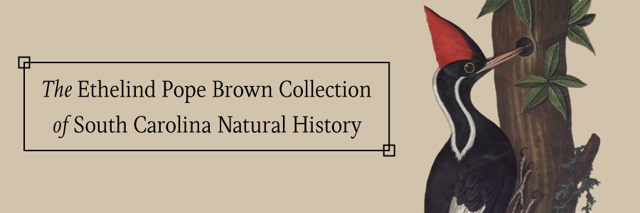 The Ethelind Pope Brown Collection of South Carolina Natural History
