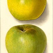 Newton Pippin Apple