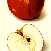 Virginia Beauty Apple