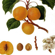 Breda Apricot
