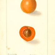Nellie Apricot