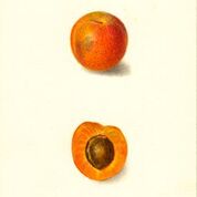Royal Apricot
