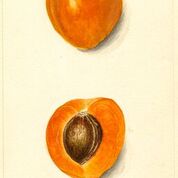 Sharpe Apricot