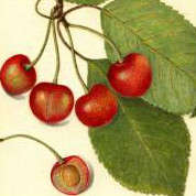 Coe's Transparent Cherry