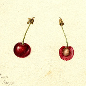English Morello Cherry