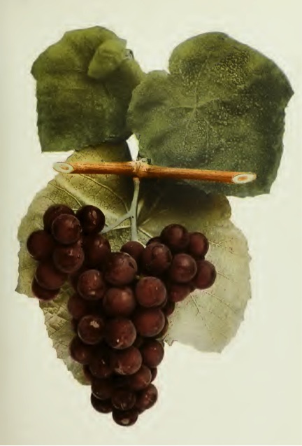 Agawam Grape