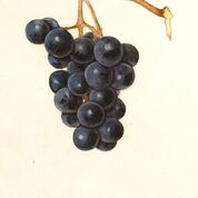 Black Eagle Grape