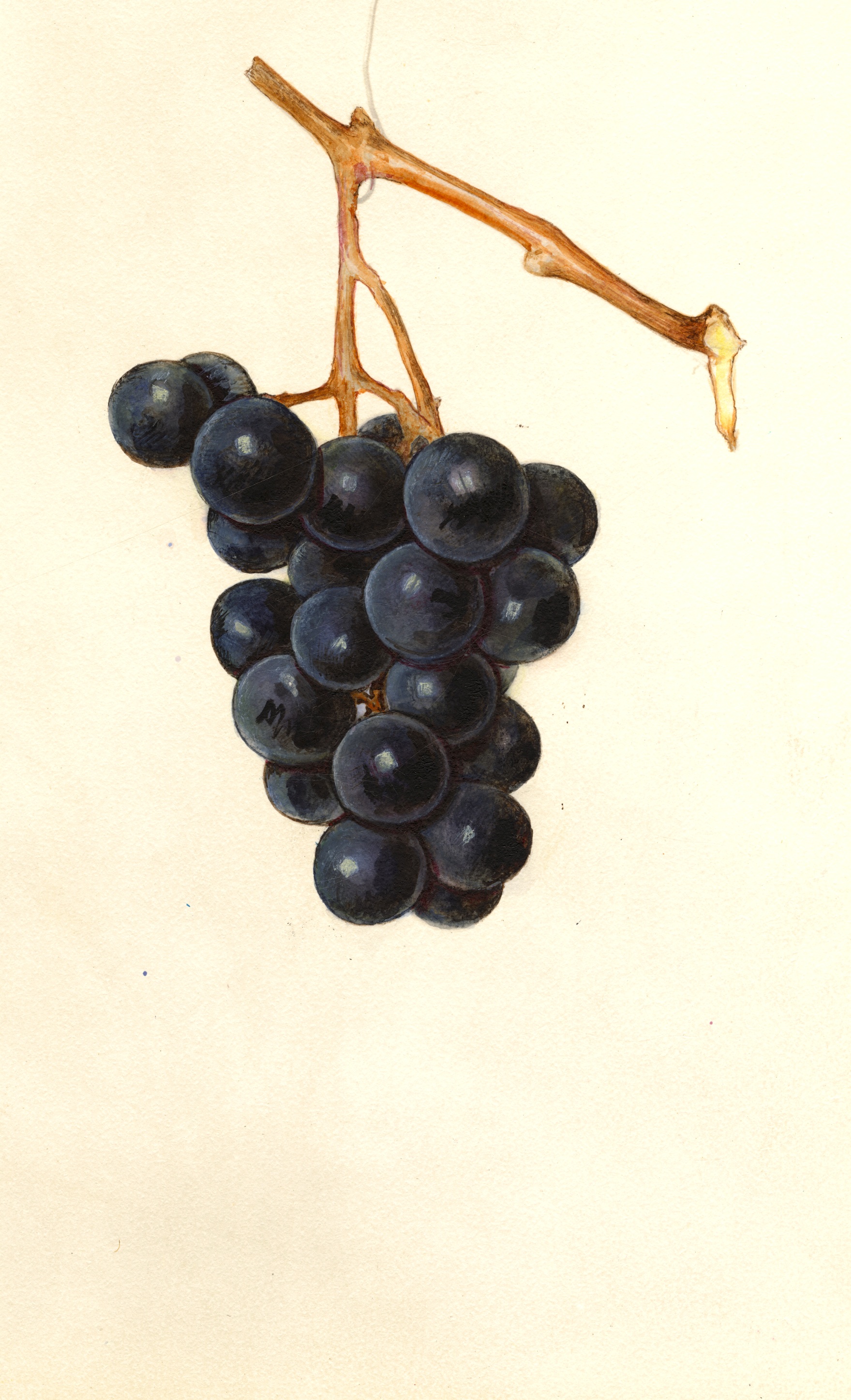 Black Eagle Grape