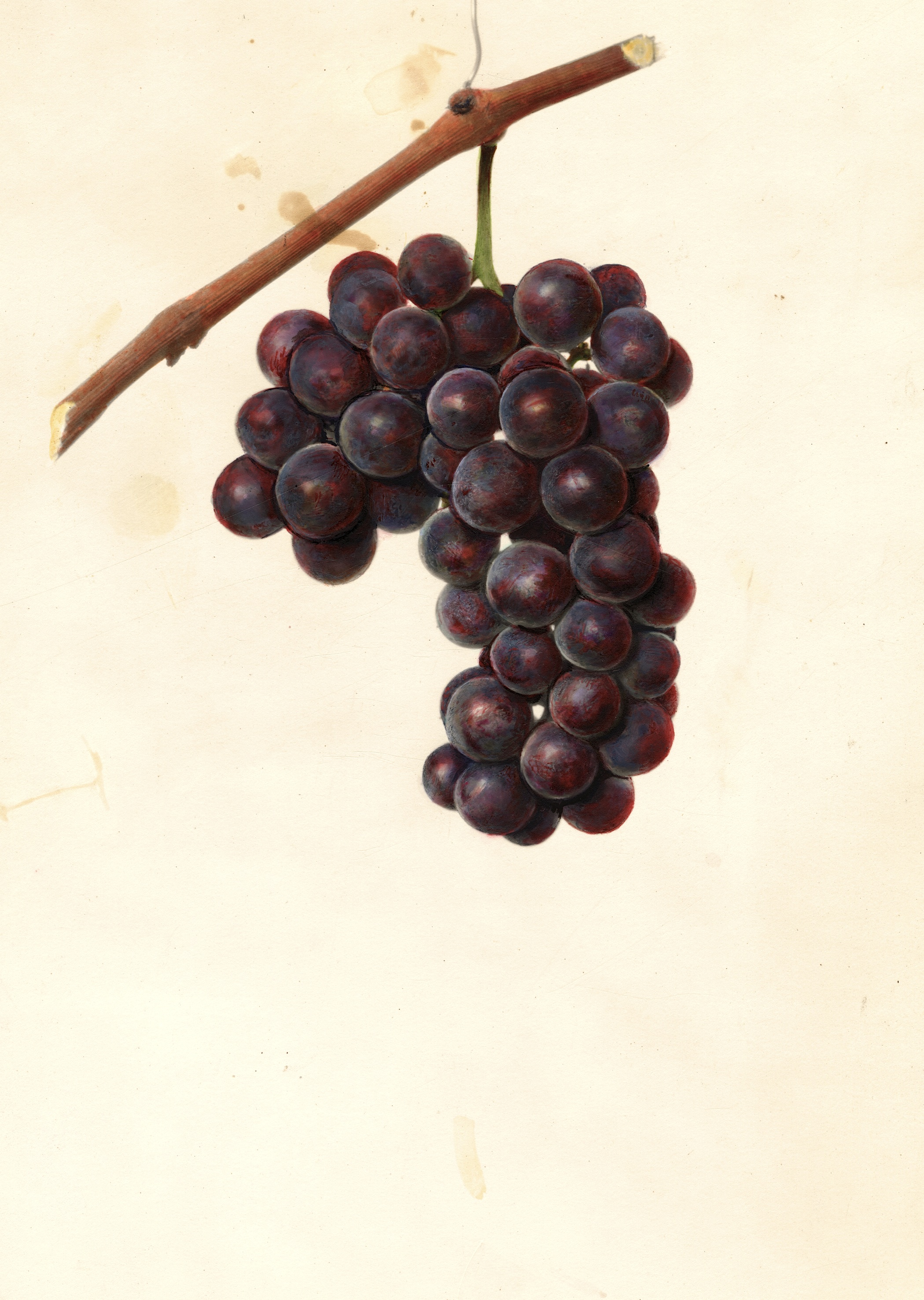 Delaware Grape