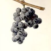 Fredonia Grape