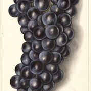 Hartford Grape