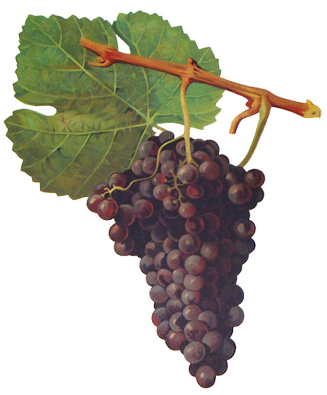 Herbemont Grape
