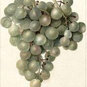 Lady Washington Grape
