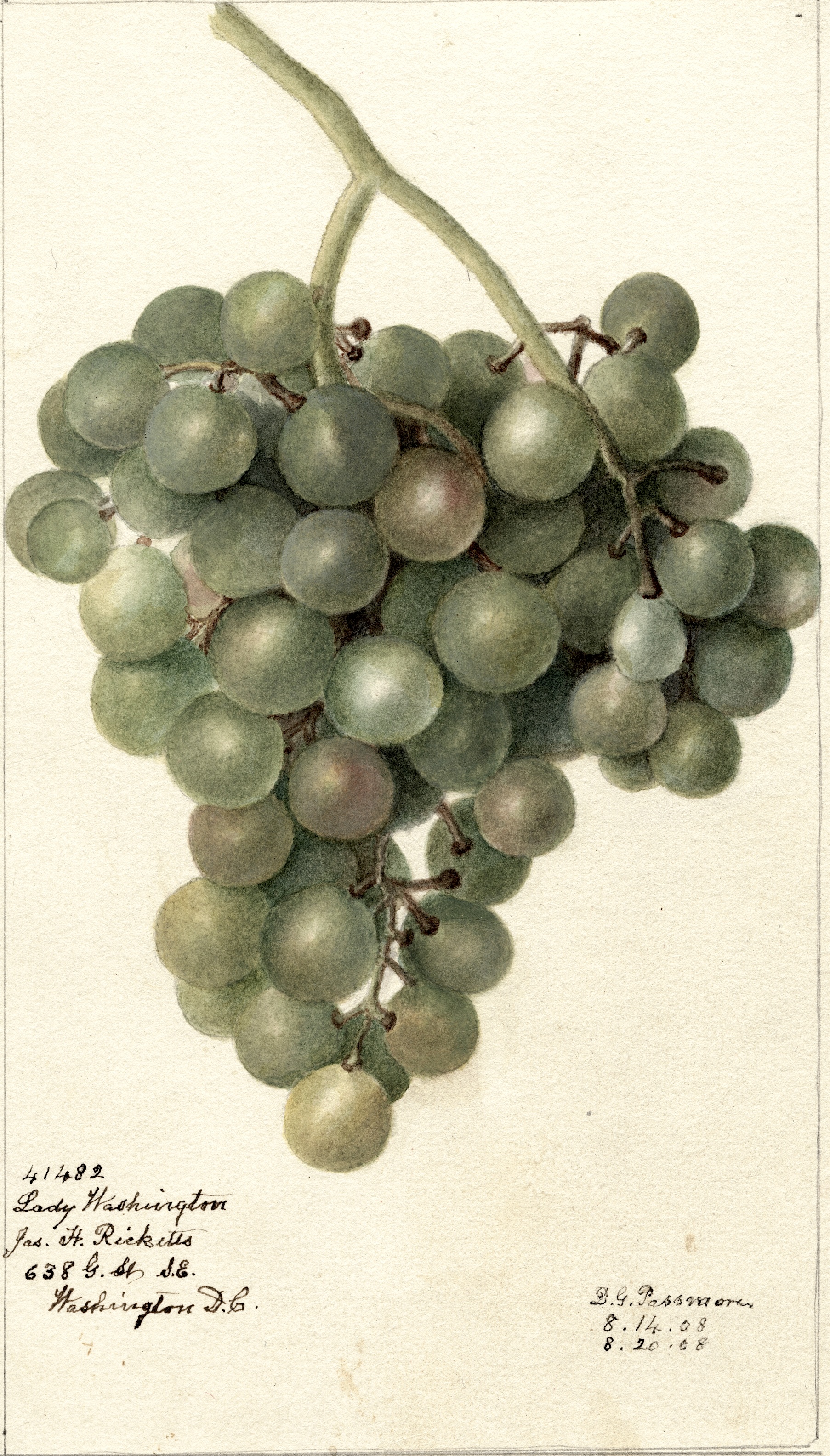 Lady Washington Grape