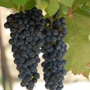 Lenoir Grape