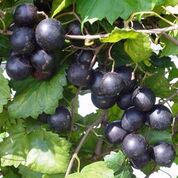 Muscadine Grape