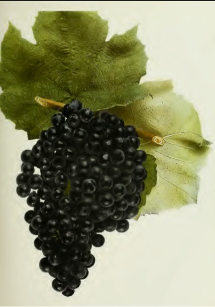 Norton Grape