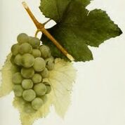Pocklington Grape