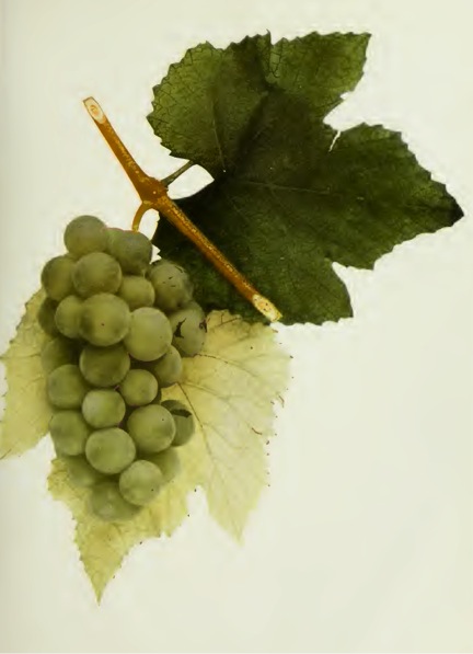 Pocklington Grape