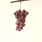Wyoming Grape