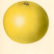 Duncan Grapefruit