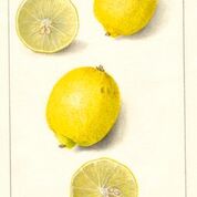 Pica Lemon