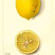Villa France Lemon
