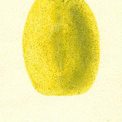 Castleman Lime