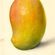 Totafari Mango