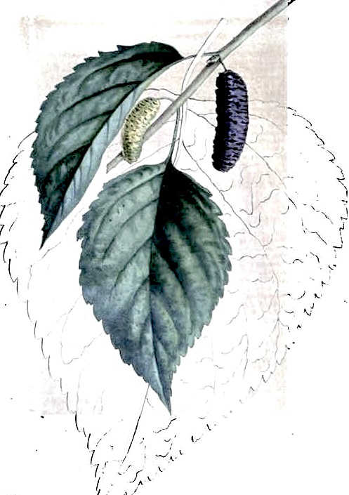 Downing's Everbearing Mulberry
