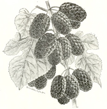 Hick's Everbearing Mulberry