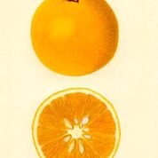 Homosassa Orange