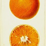 Nonpareil Orange