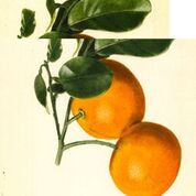 Seville Sour Orange
