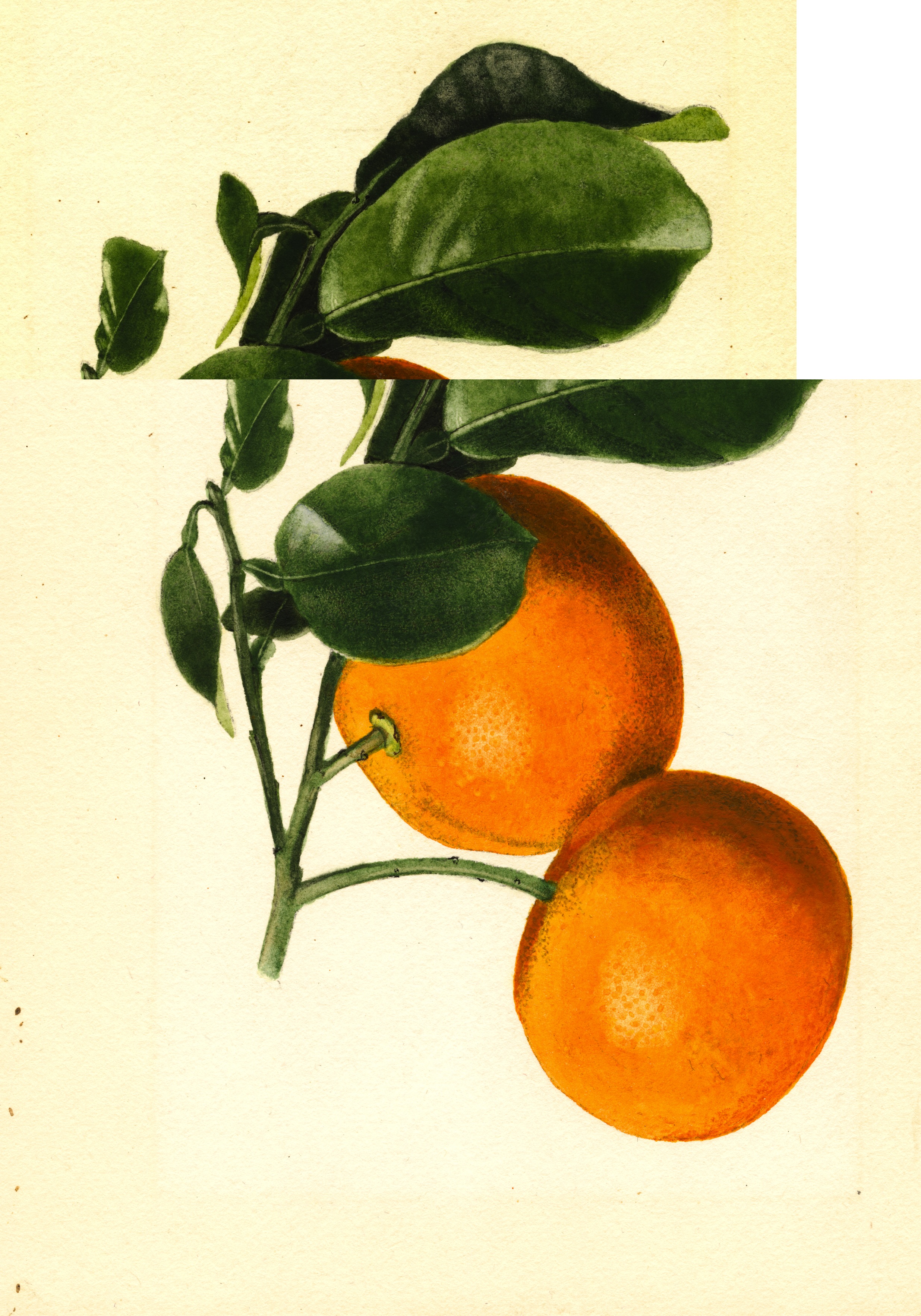 Seville Sour Orange