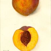 Crawford's Late Peach