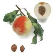 Oldmixon Freestone Peach